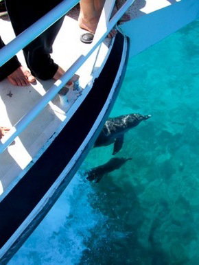 Pelican Charters - Accommodation Ballina 0