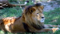 Mogo Zoo - Accommodation Ballina 1
