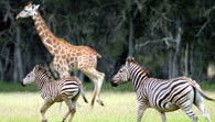 Mogo Zoo - Accommodation Ballina 2
