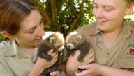 Mogo Zoo - Accommodation Ballina 3