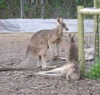 Jirrahlinga Koala  Wildlife Sanctuary - Accommodation Ballina