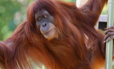 Melbourne Zoo - Accommodation Ballina 1