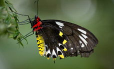 Melbourne Zoo - Accommodation Ballina 2