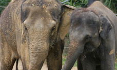 Melbourne Zoo - Accommodation Ballina 3