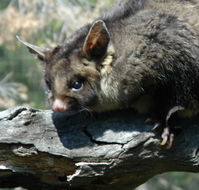 Moonlit Sanctuary Wildlife Conservation Park - Accommodation Ballina