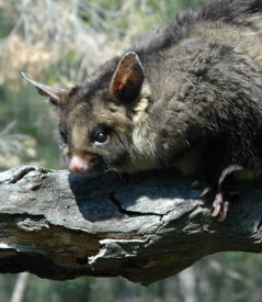 Moonlit Sanctuary Wildlife Conservation Park - Accommodation Ballina 0