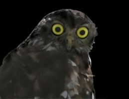 Moonlit Sanctuary Wildlife Conservation Park - Accommodation Ballina 1