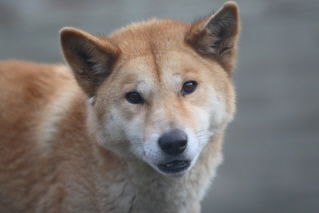 Moonlit Sanctuary Wildlife Conservation Park - Accommodation Ballina 3