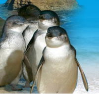 Phillip Island Penguin Parade - Accommodation Ballina