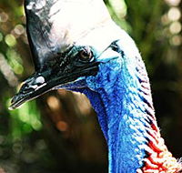 Alma Park Zoo - Accommodation Ballina