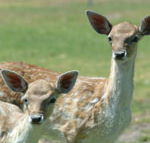 Marapana Wildlife Park - Accommodation Ballina