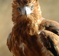 Alice Springs Desert Park - Accommodation Ballina