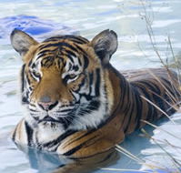 Zoo Doo Wildlife Park