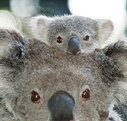 Billabong Koala and Wildlife Park - Accommodation Ballina
