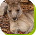 Calmsley Hill City Farm - Accommodation Ballina