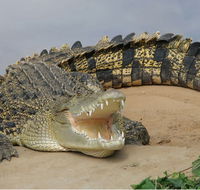Dundee's Wildlife Park - Accommodation Ballina
