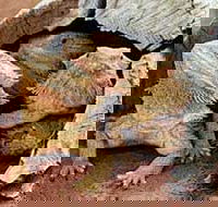 Alice Springs Reptile Centre - Accommodation Ballina