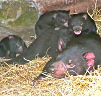 East Coast Natureworld - Accommodation Ballina