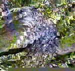 Koala Conservation Centre - Accommodation Ballina