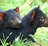 Great Oak Holdings Pty Ltd - Accommodation Ballina