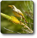 Uluru - Kata Tjuta National Park - Accommodation Ballina 1