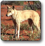 Uluru - Kata Tjuta National Park - Accommodation Ballina 3
