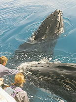 Storeyline Tours - Accommodation Ballina 1