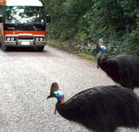 Kookaburra Tours - Accommodation Ballina