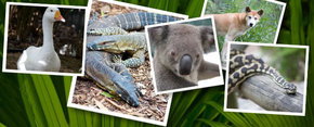 Rockhampton Zoo - Accommodation Ballina 2