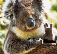 Gorge Wildlife Park - Accommodation Ballina