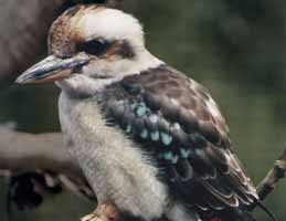 Nowra Wildlife Park - Accommodation Ballina 2