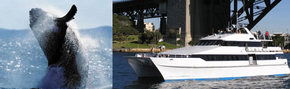 Prestige Harbour Cruises - Accommodation Ballina 3