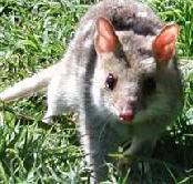 Urimbirra Wildlife Park - Accommodation Ballina