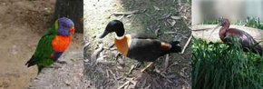 Urimbirra Wildlife Park - Accommodation Ballina 2