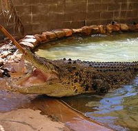Wyndham Zoological Gardens and Crocodile Park - Accommodation Ballina