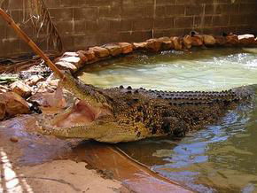 Wyndham Zoological Gardens And Crocodile Park - Accommodation Ballina 0
