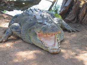 Wyndham Zoological Gardens And Crocodile Park - Accommodation Ballina 2