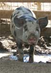 Wagga Wagga Zoo - Accommodation Ballina 0