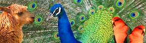 Wagga Wagga Zoo - Accommodation Ballina 1