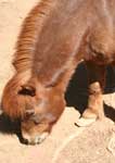 Wagga Wagga Zoo - Accommodation Ballina 3