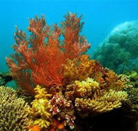 Three Islands Whale Shark Dive - Accommodation Ballina