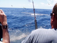 Downunder Charters - Accommodation Ballina 3