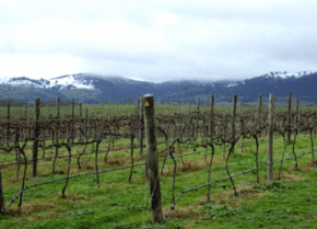 Kinloch Wines - Accommodation Ballina 0