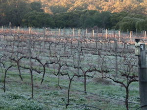 Lion Mill Vineyards - Accommodation Ballina 1