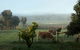 Lion Mill Vineyards - thumb 2