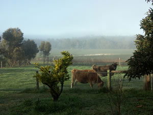 Lion Mill Vineyards - Accommodation Ballina 2