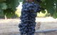Lion Mill Vineyards - thumb 3