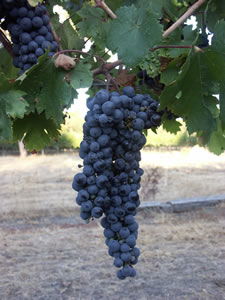 Lion Mill Vineyards - Accommodation Ballina 3