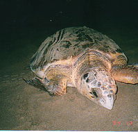 Footprints Adventures - Accommodation Ballina