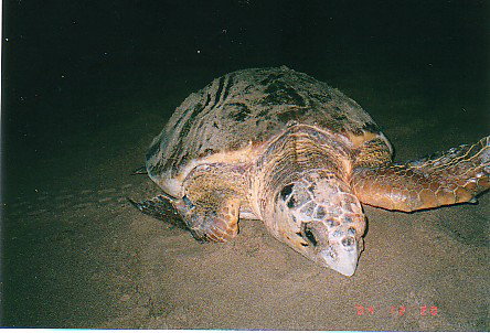 Footprints Adventures - Accommodation Ballina 0